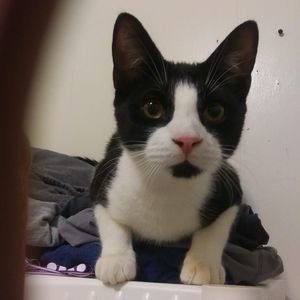 Meet your Posher, Loretta